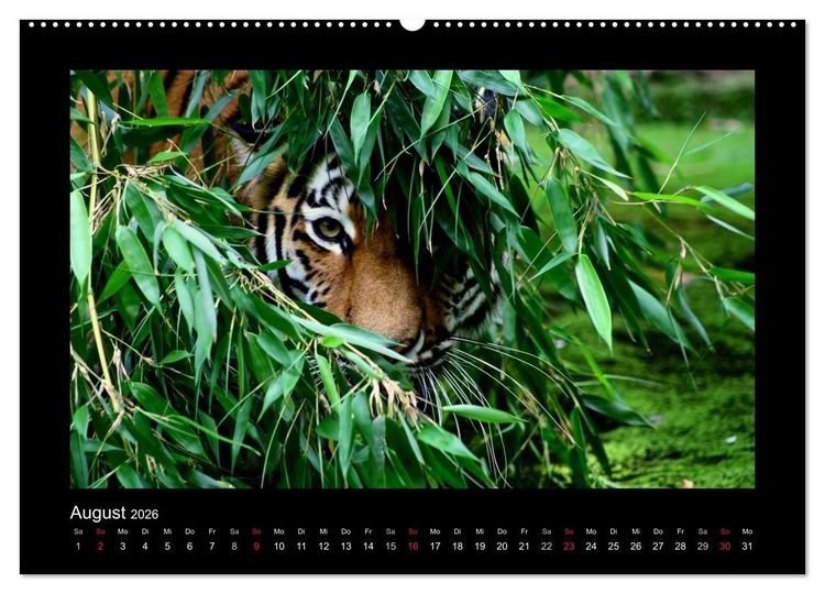 Produktbild: Welt der Katzen - Tiger (hochwertiger Premium Wandkalender 2026 DIN A2 quer), Kunstdruck in Hochglanz