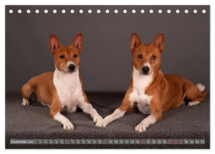 Produktbild: Der Basenji (Tischkalender 2026 DIN A5 quer), CALVENDO Monatskalender