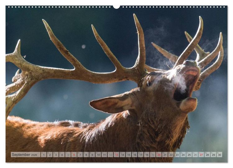 Produktbild: Emotionale Momente: Wild und Jagd. (hochwertiger Premium Wandkalender 2026 DIN A2 quer), Kunstdruck in Hochglanz