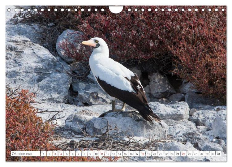 Produktbild: Galapagos. Verzauberte Inseln (Wandkalender 2026 DIN A4 quer), CALVENDO Monatskalender