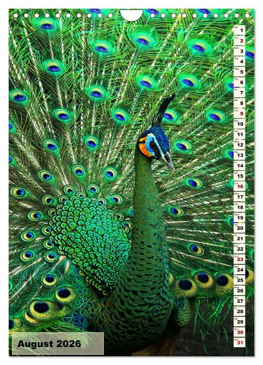 Produktbild: Colourful birds (Wall Calendar 2026 DIN A4 portrait), CALVENDO 12 Month Wall Calendar