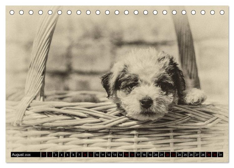 Produktbild: Parson Jack Russel Welpen (Tischkalender 2026 DIN A5 quer), CALVENDO Monatskalender