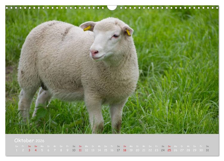 Produktbild: Ganz sch&ouml;n Schaf (Wandkalender 2026 DIN A3 quer), CALVENDO Monatskalender