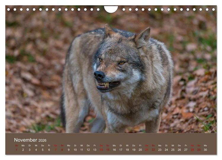 Produktbild: unter W&ouml;lfen (Wandkalender 2026 DIN A4 quer), CALVENDO Monatskalender