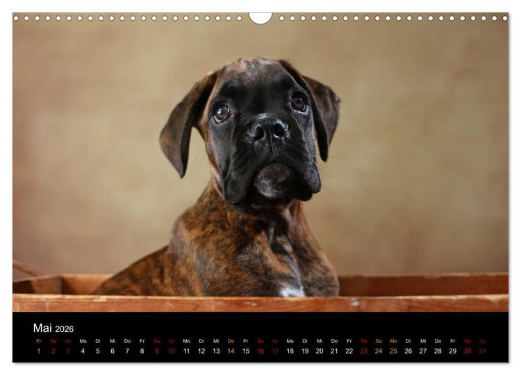Produktbild: Liebenswerte Boxer (Wandkalender 2026 DIN A3 quer), CALVENDO Monatskalender