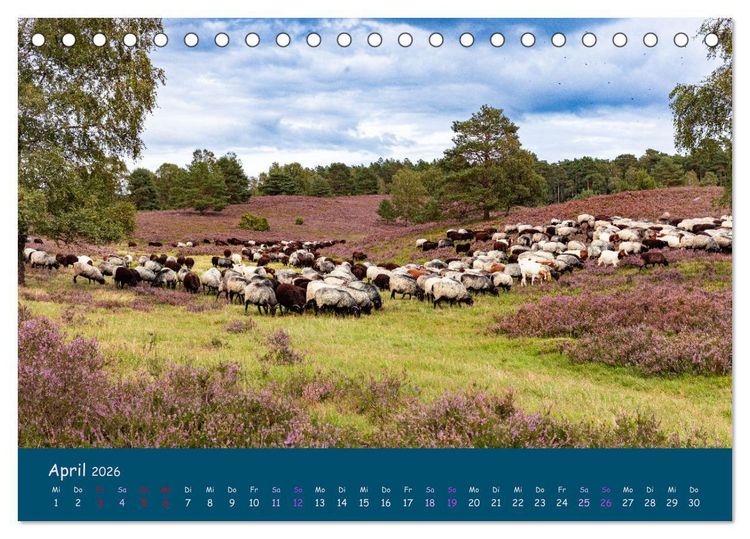 Produktbild: Heidschnucken, die pr&auml;chtigen Schafe der L&uuml;neburger Heide (Tischkalender 2026 DIN A5 quer), CALVENDO Monatskalender