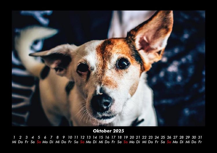 Produktbild: Der Hundekalender 2025 Fotokalender DIN A3