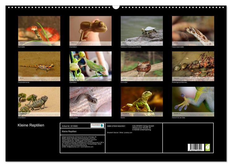 Produktbild: Kleine Reptilien (Wandkalender 2026 DIN A2 quer), CALVENDO Monatskalender