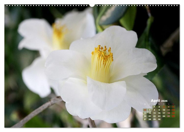 Produktbild: Kamelien - Bl&uuml;tensch&ouml;nheiten (hochwertiger Premium Wandkalender 2026 DIN A2 quer), Kunstdruck in Hochglanz