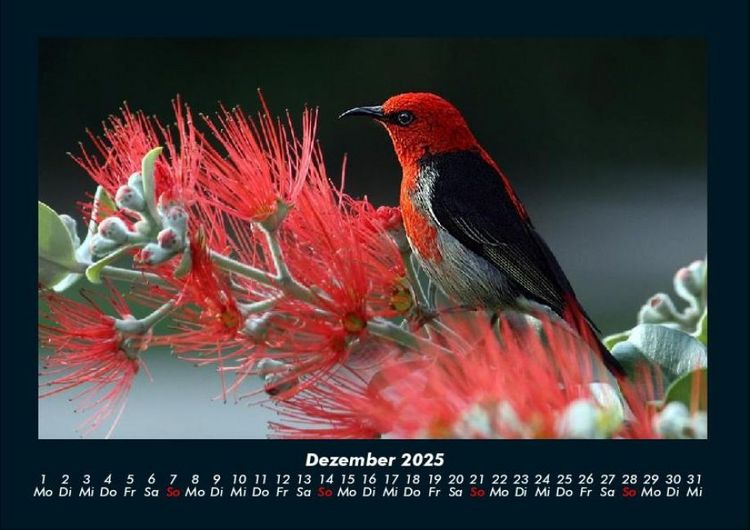 Produktbild: Vogelparadies 2025 Fotokalender DIN A4