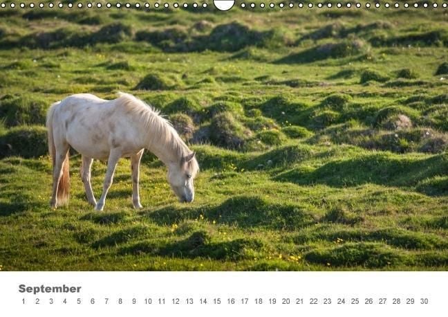 Produktbild: Islandpferde: Gef&auml;hrten der Wikinger (Wandkalender immerw&auml;hrend DIN A3 quer)