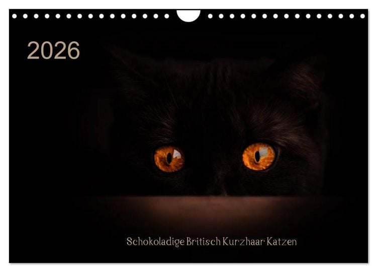 Produktbild: Schokoladige Britisch Kurzhaar Katzen (Wandkalender 2026 DIN A4 quer), CALVENDO Monatskalender