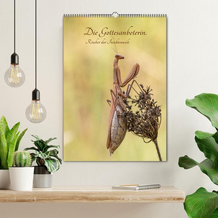 Produktbild: Die Gottesanbeterin. R&auml;uber der Insektenwelt. (Wandkalender 2026 DIN A2 hoch), CALVENDO Monatskalender