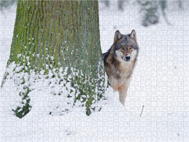 Produktbild: CALVENDO Puzzle Wolf im Winter 1000 Teile Lege-Gr&ouml;&szlig;e 64 x 48 cm Foto-Puzzle Bild von Wilfried Martin
