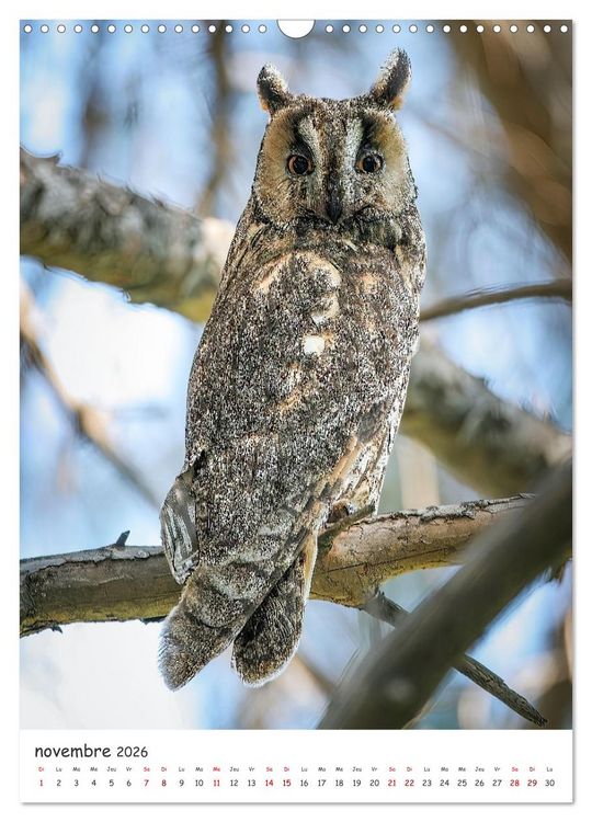 Produktbild: Une vie de hibou les oiseaux (Calendrier mural 2026 DIN A3 horizontal), CALVENDO calendrier mensuel
