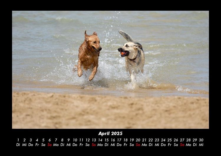 Produktbild: Hundezauber 2025 Fotokalender DIN A3