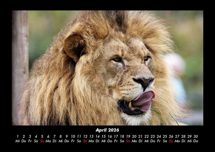Produktbild: L&ouml;wen in der Wildnis 2026 Fotokalender DIN A3