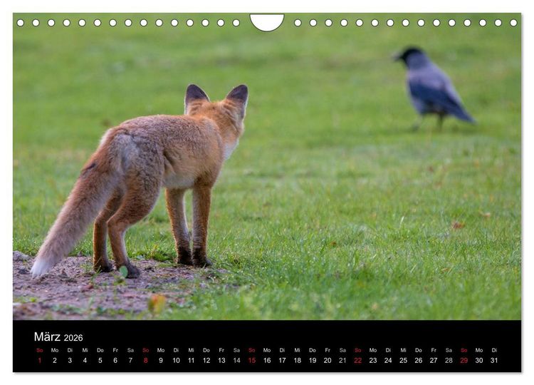 Produktbild: Joni, der kleine Fuchs (Wandkalender 2026 DIN A4 quer), CALVENDO Monatskalender