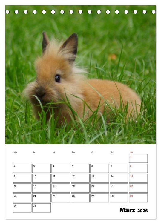 Produktbild: Kaninchen Terminplaner (Tischkalender 2026 DIN A5 hoch), CALVENDO Monatskalender