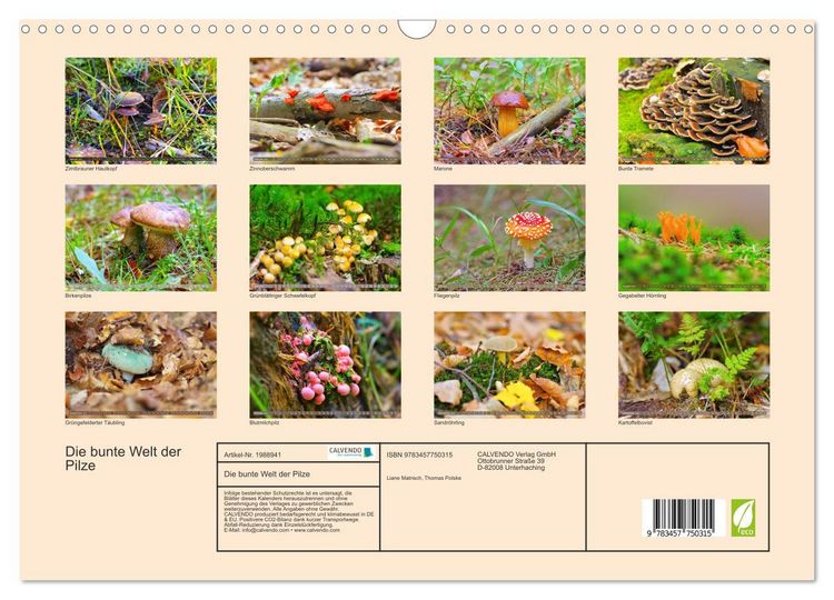 Produktbild: Die bunte Welt der Pilze (Wandkalender 2026 DIN A3 quer), CALVENDO Monatskalender