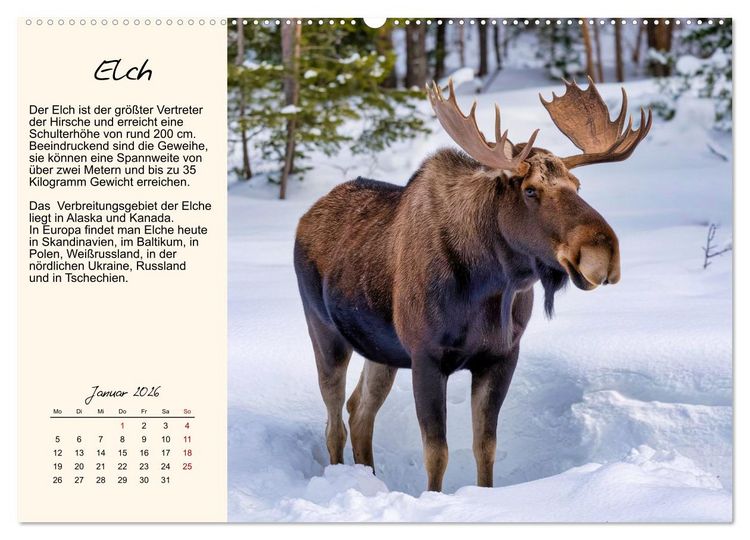 Produktbild: Majest&auml;tische Horntr&auml;ger (hochwertiger Premium Wandkalender 2026 DIN A2 quer), Kunstdruck in Hochglanz