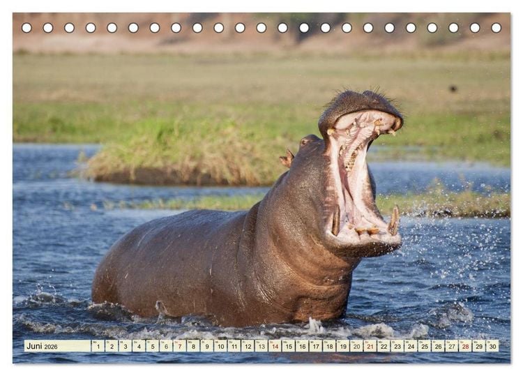 Produktbild: Afrika. Botswanas wundervolle Tierwelt (Tischkalender 2026 DIN A5 quer), CALVENDO Monatskalender