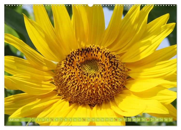 Produktbild: Sonnenblumenwelt (Wandkalender 2026 DIN A2 quer), CALVENDO Monatskalender