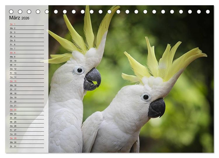 Produktbild: Papageien. Bunt, laut und klug (Tischkalender 2026 DIN A5 quer), CALVENDO Monatskalender