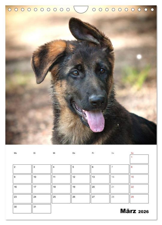 Produktbild: Deutsche Sch&auml;ferhundwelpen zum Verlieben (Wandkalender 2026 DIN A4 hoch), CALVENDO Monatskalender