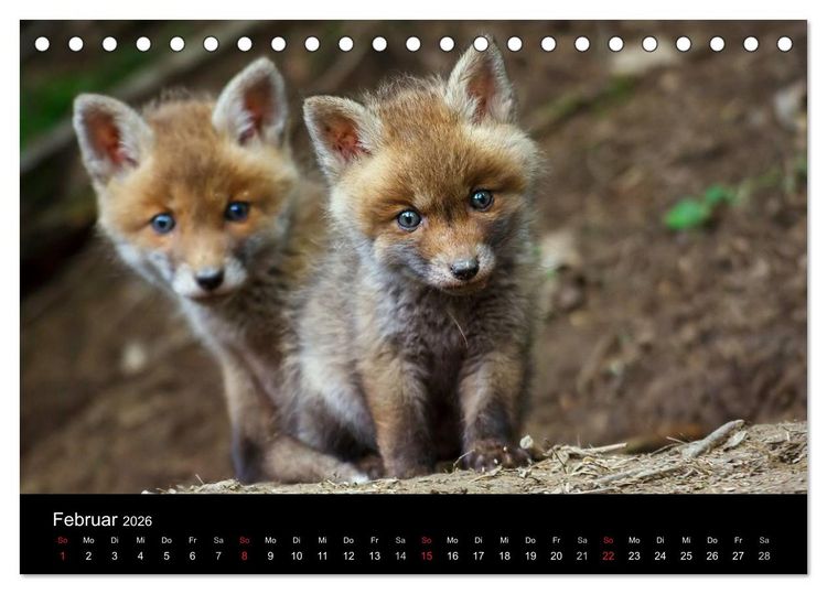 Produktbild: F&uuml;chse in freier Natur (Tischkalender 2026 DIN A5 quer), CALVENDO Monatskalender