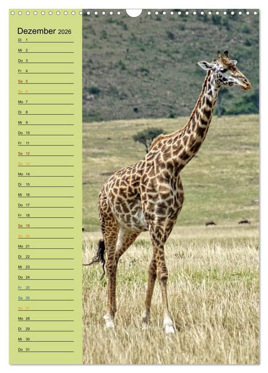 Produktbild: Giraffen. Voller Stolz und Grazie (Wandkalender 2026 DIN A3 hoch), CALVENDO Monatskalender