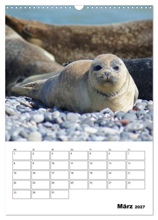 Produktbild: Liebenswerte Robben (Wandkalender 2027 DIN A3 hoch), CALVENDO Monatskalender