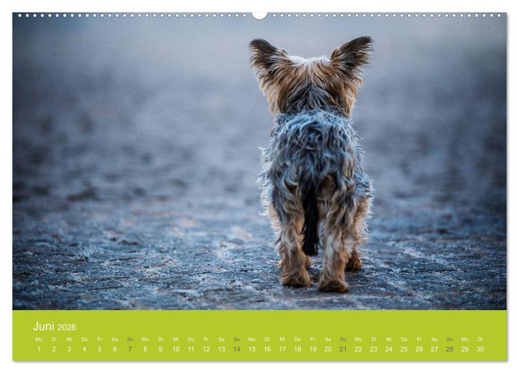 Produktbild: Traumschnauzen (Wandkalender 2026 DIN A2 quer), CALVENDO Monatskalender