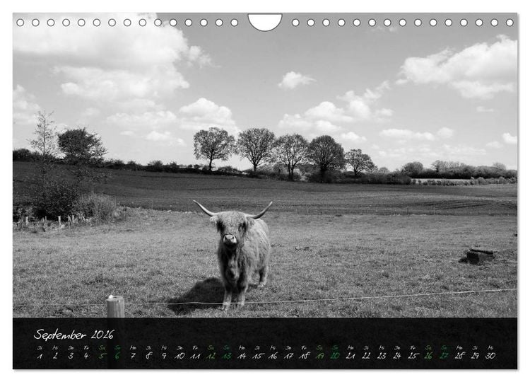 Produktbild: Highland Cattle vom Nordlicht - Faszination Hochland Rind (Wandkalender 2026 DIN A4 quer), CALVENDO Monatskalender