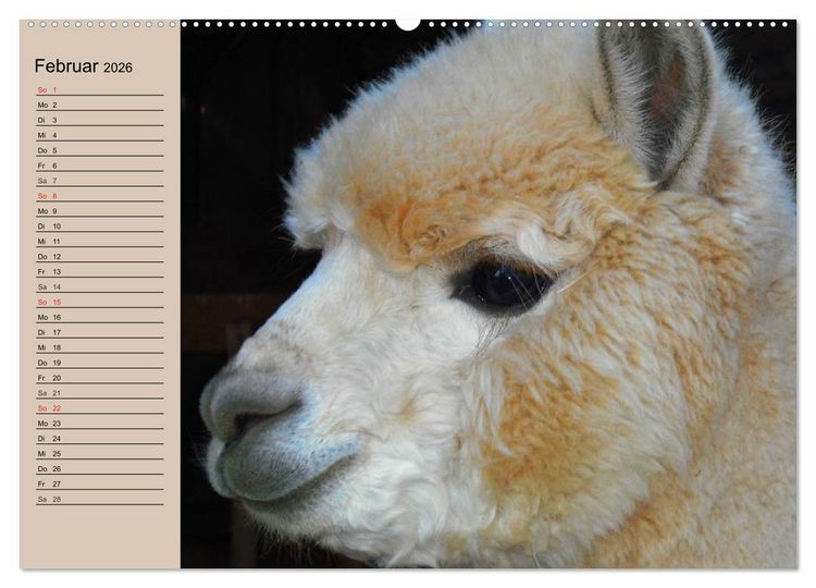 Produktbild: Alpakas und Lamas (hochwertiger Premium Wandkalender 2026 DIN A2 quer), Kunstdruck in Hochglanz