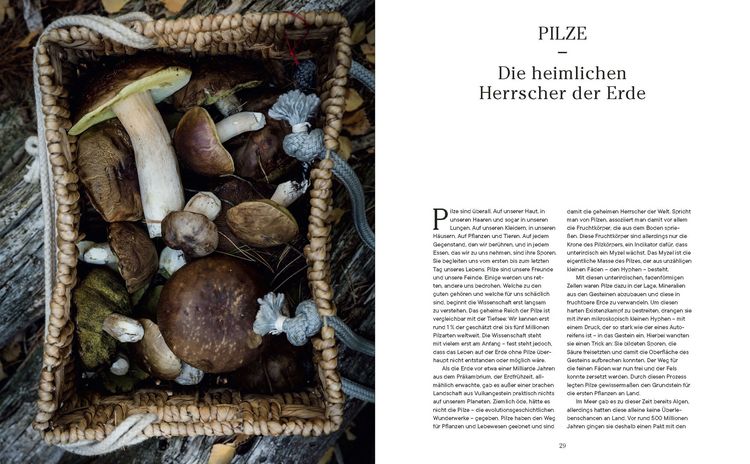 Produktbild: Into the Woods: Pilze suchen und Gl&uuml;ck finden
