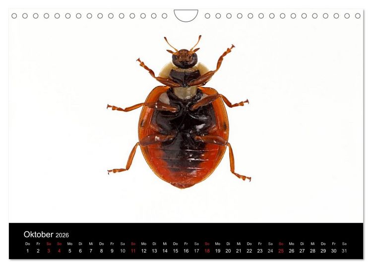 Produktbild: Viel Gl&uuml;ck - Marienk&auml;fer im Fotostudio (Wandkalender 2026 DIN A4 quer), CALVENDO Monatskalender