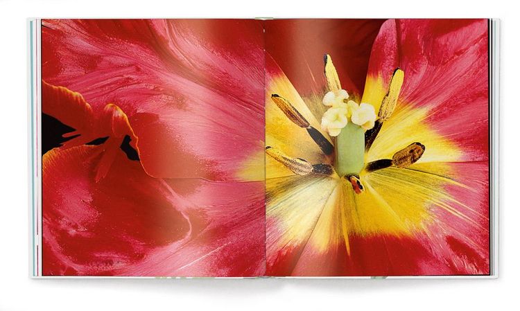 Produktbild: Tulpen