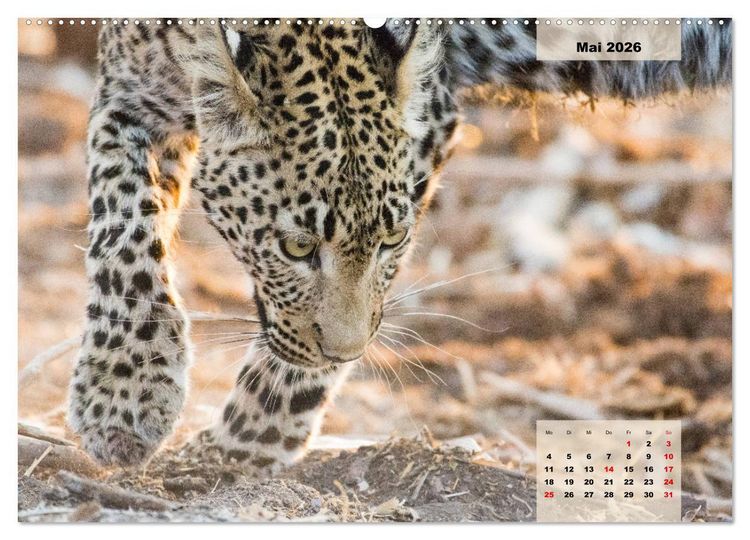 Produktbild: Raubkatzen - L&ouml;we, Gepard, Leopard (hochwertiger Premium Wandkalender 2026 DIN A2 quer), Kunstdruck in Hochglanz