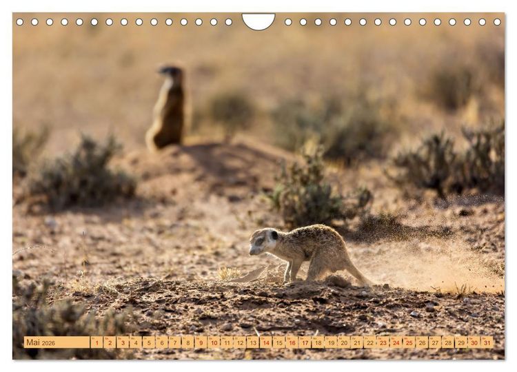 Produktbild: Afrikas Tierwelt - Erdm&auml;nnchen (Wandkalender 2026 DIN A4 quer), CALVENDO Monatskalender