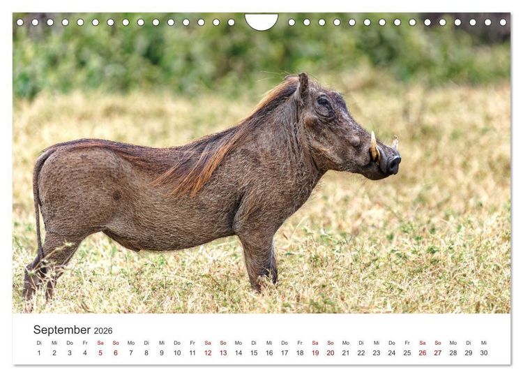 Produktbild: Tier Portraits Tansania (Wandkalender 2026 DIN A4 quer), CALVENDO Monatskalender