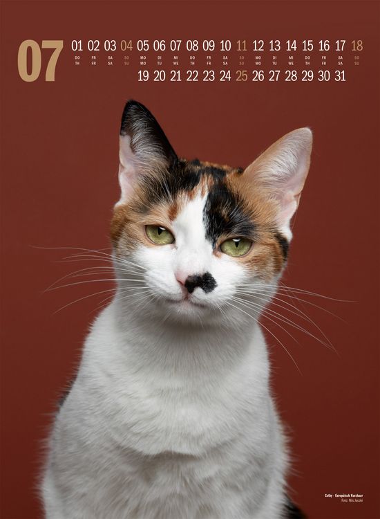 Produktbild: Catography Katzen-Kalender 2027
