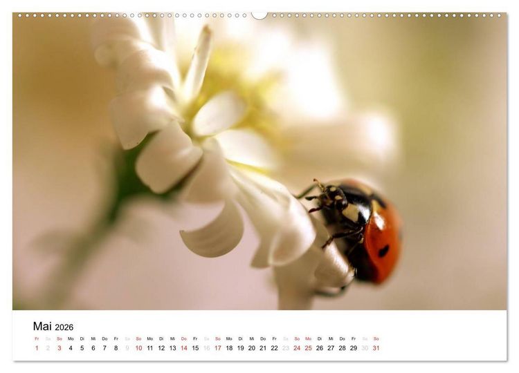 Produktbild: Zarte Natur 2026 (Wandkalender 2026 DIN A2 quer), CALVENDO Monatskalender