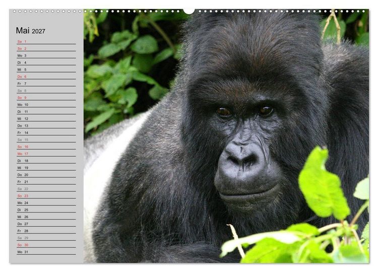 Produktbild: Berggorillas - die sanften Riesen (Wandkalender 2027 DIN A2 quer), CALVENDO Monatskalender