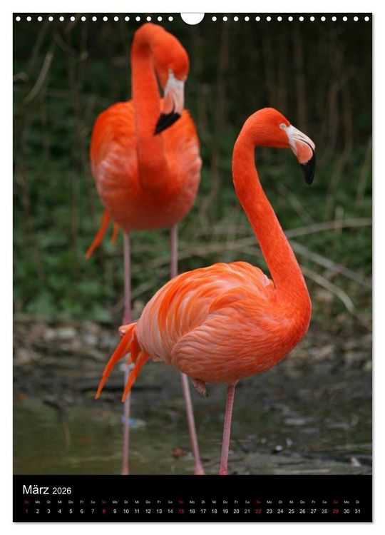 Produktbild: Flamingos - Eleganz in Rot und Rosa (Wandkalender 2026 DIN A3 hoch), CALVENDO Monatskalender