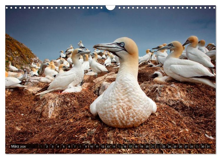Produktbild: V&Ouml;GEL (Wandkalender 2026 DIN A3 quer), CALVENDO Monatskalender