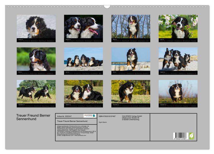 Produktbild: Treuer Freund Berner Sennenhund (Wandkalender 2026 DIN A2 quer), CALVENDO Monatskalender