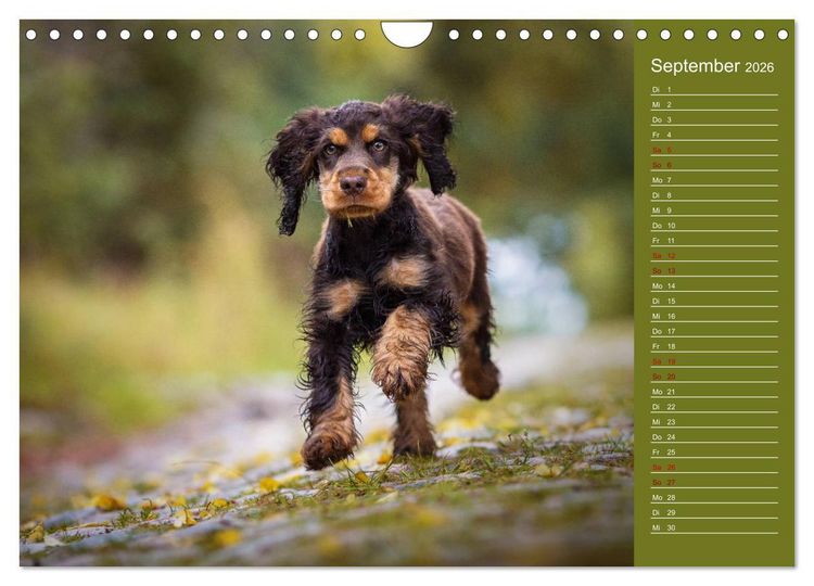 Produktbild: Englische Cocker Spaniel Welpen (Wandkalender 2026 DIN A4 quer), CALVENDO Monatskalender