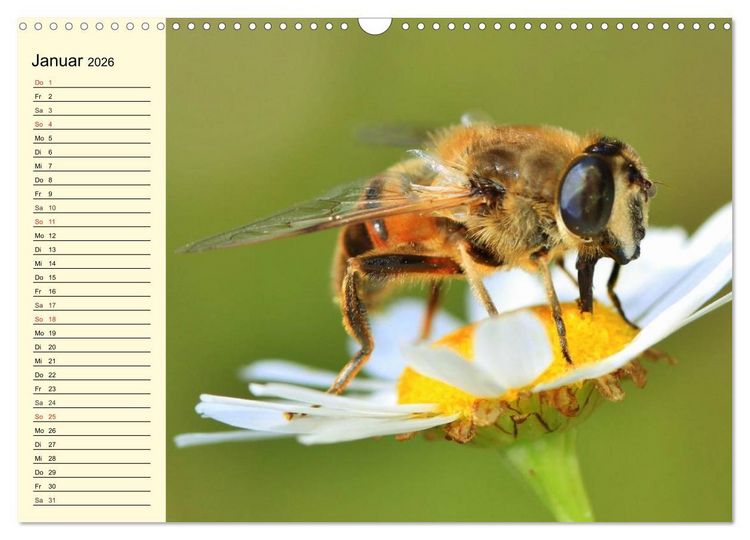 Produktbild: Flei&szlig;ige Bienen. Von der Bl&uuml;te bis zum Honig (Wandkalender 2026 DIN A3 quer), CALVENDO Monatskalender