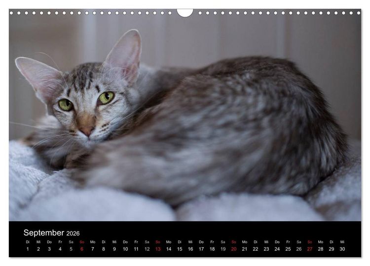 Produktbild: Orientalische Katzen (Wandkalender 2026 DIN A3 quer), CALVENDO Monatskalender